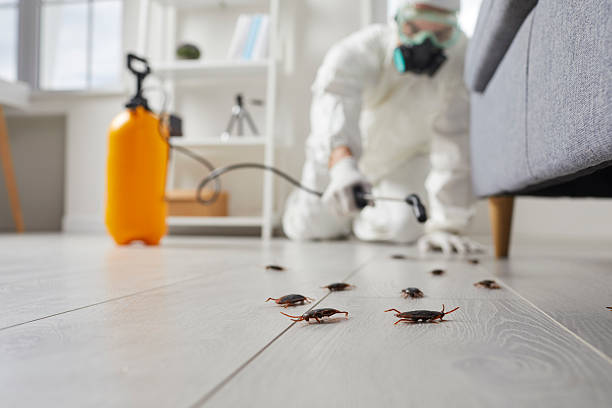 Post-Treatment Bed Bug Interceptor Monitoring in Dalzell
